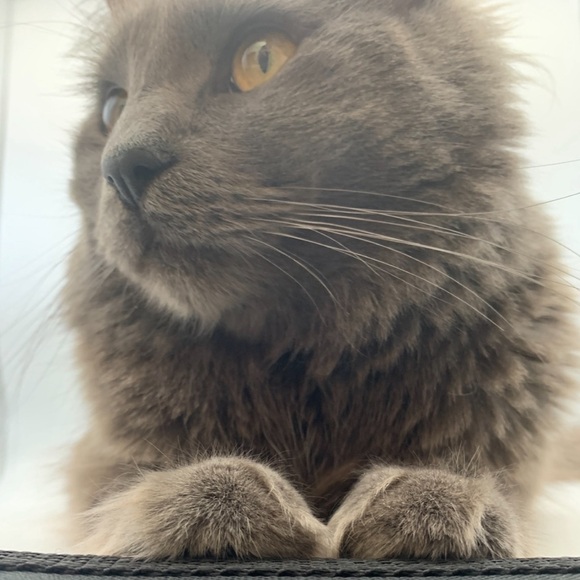 Posh Ambassador - Picture 6 of 12